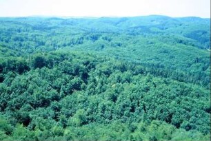 Blick vom Südturm in Richtung Süden auf Wald
