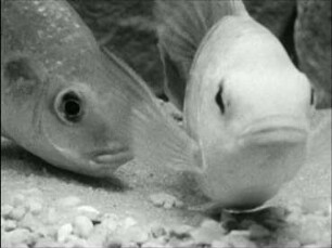 Tilapia variabilis (Cichlidae) - Laichablage