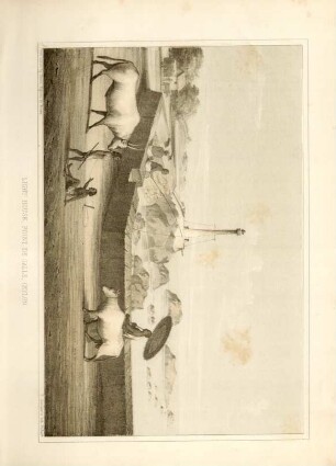 Light house, Point de Galle, Ceylon