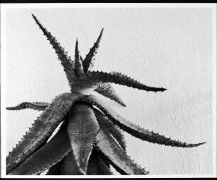 Agave