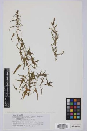 Beta procumbens C. Sm. ex Hornem.