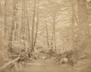 Wald bei Yumoto