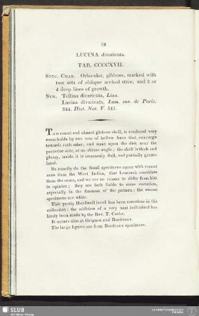 Lucina divaricata. Tab. CCCCXVII