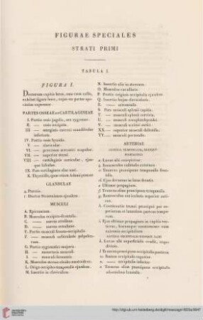 Figurae speciales strati primi. Tabula I