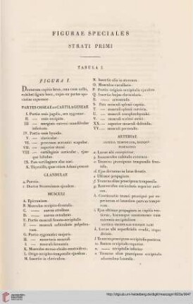 Figurae speciales strati primi. Tabula I