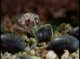 Tsetse Flies as Transmitters of African Trypanosomes