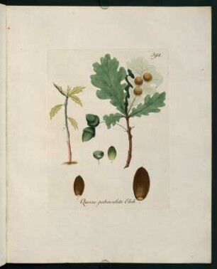 Quercus pedunculata Ehrh.