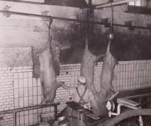 Steifen der Schweine : Dresden. VEB Vereinigte Fleisch- und Wurstwerke. Steifen der Schweine