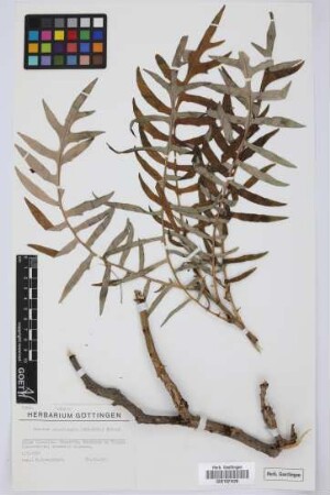 Sonchus canariensis (Sch.Bip.) Boulos