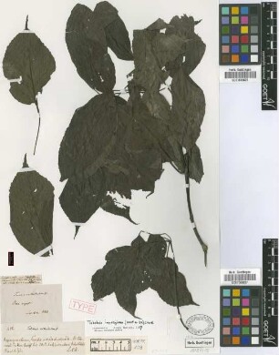 Tabebuia avellanedae Lorentz ex Griseb.
