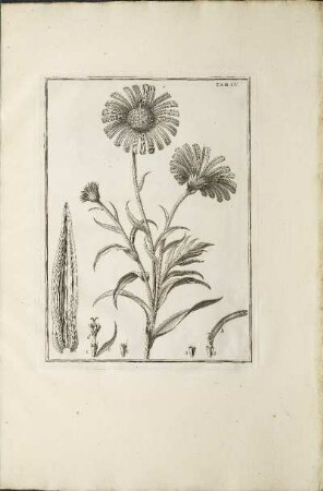 Illustration: Tab IV.