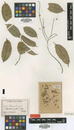 Ophiobotrys zenkeri Gilg [syntype]