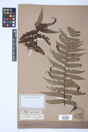 Alsophila glabra (Blume) Hook.