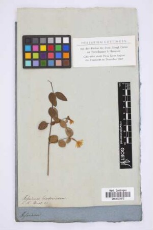 Jasminum loudonianum