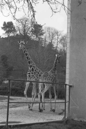 Giraffen im Karlsruher Zoo