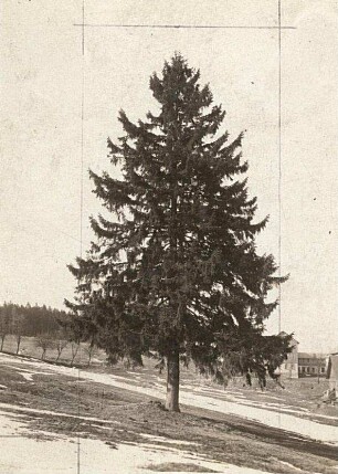 Fichte (Picea)