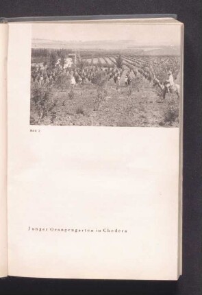 Bild 3 - Junger Orangengarten in Chedera