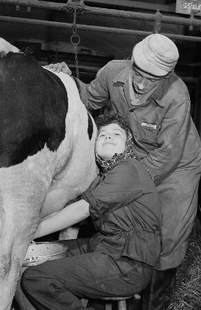 Junge Melkerin und Melker bei der Arbeit
