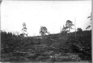 Karge Landschaft mit Rentierherde : Farandur? - in besonderen Situationen. Finnland?. Karge Landschaft mit Rentierherde
