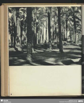 Palmenwald bei Memphis