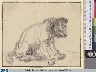 Studie eines sitzenden Hundes