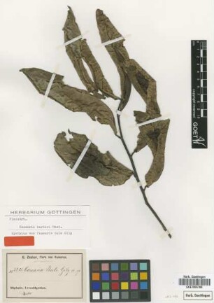 Casearia bule Gilg [syntype]