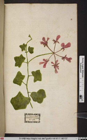 Geranium hederae arboreae folio crasso & rigido.