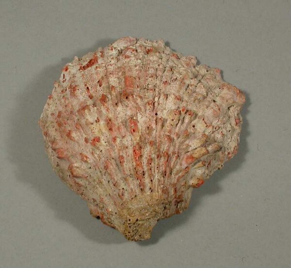 Spondylus shell