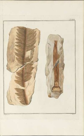 Tab. XLVII.