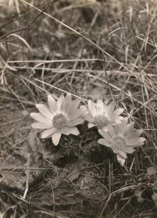 Adonisröschen (Adonis vernalis L.). Aschersleben (Harz)