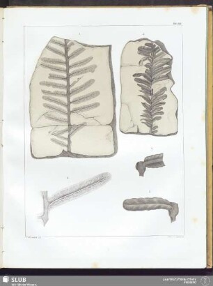 Tab. XVII