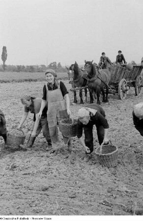 Frauen während der Kartoffelernte