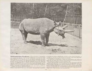 Afrikanisches Nashorn