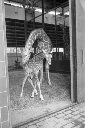 Nachwuchs bei den Giraffen im Karlsruher Zoo