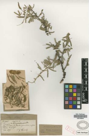 Prosopis algarobilla Griseb. [holotype]