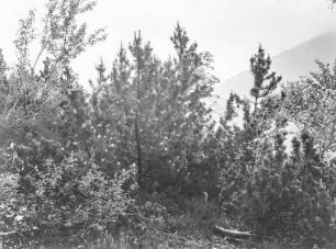 Bergvegetation : Blick auf Nadelbäume