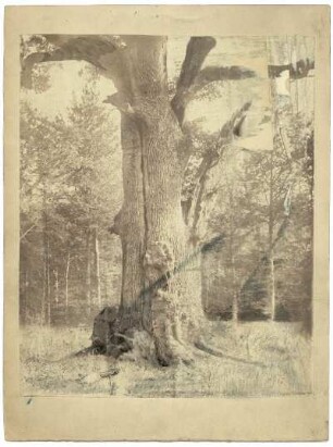 Baum