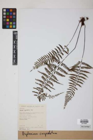 Asplenium cuspidatum Lam.