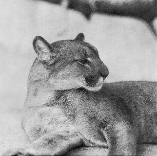Zootiere. Puma