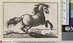 [Steigendes Pferd nach rechts; Rearing Horse Facing Right]