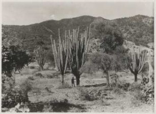 Trockenvegetation mit Carapari und Quebrachoblanco bei Huertas, Provinz Campero