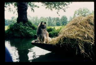 Spreewald 26.7.84.
