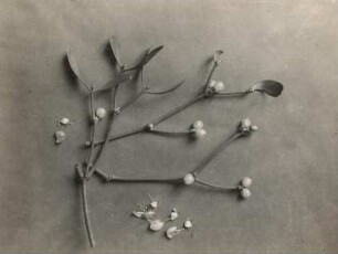 Weißbeerige Mistel (Weiße Mistel, Viscum album L.), Laubholzform, Zweige mit Beeren