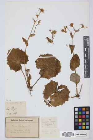 Cineraria spec.