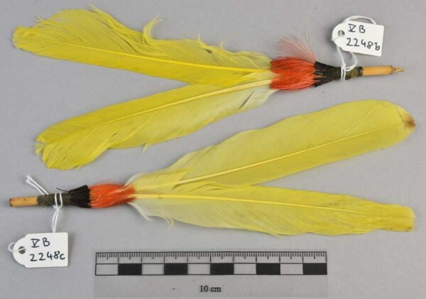 Ear feathers