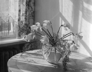 Blumen in Vasen. Osterglocken in gläserner Kugelvase