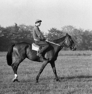 Gangarten des Pferdes. Jockey beim leichten Traben in Moritzburg