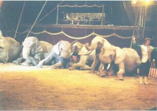 Circus Berolina, Berlin - Magdeburg, 2001-2004