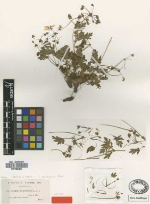 Erodium mauritanicum Coss. & Durieu [type]