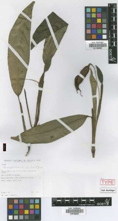 Stenospermation killipii Croat & A.P.Gomez [paratype]